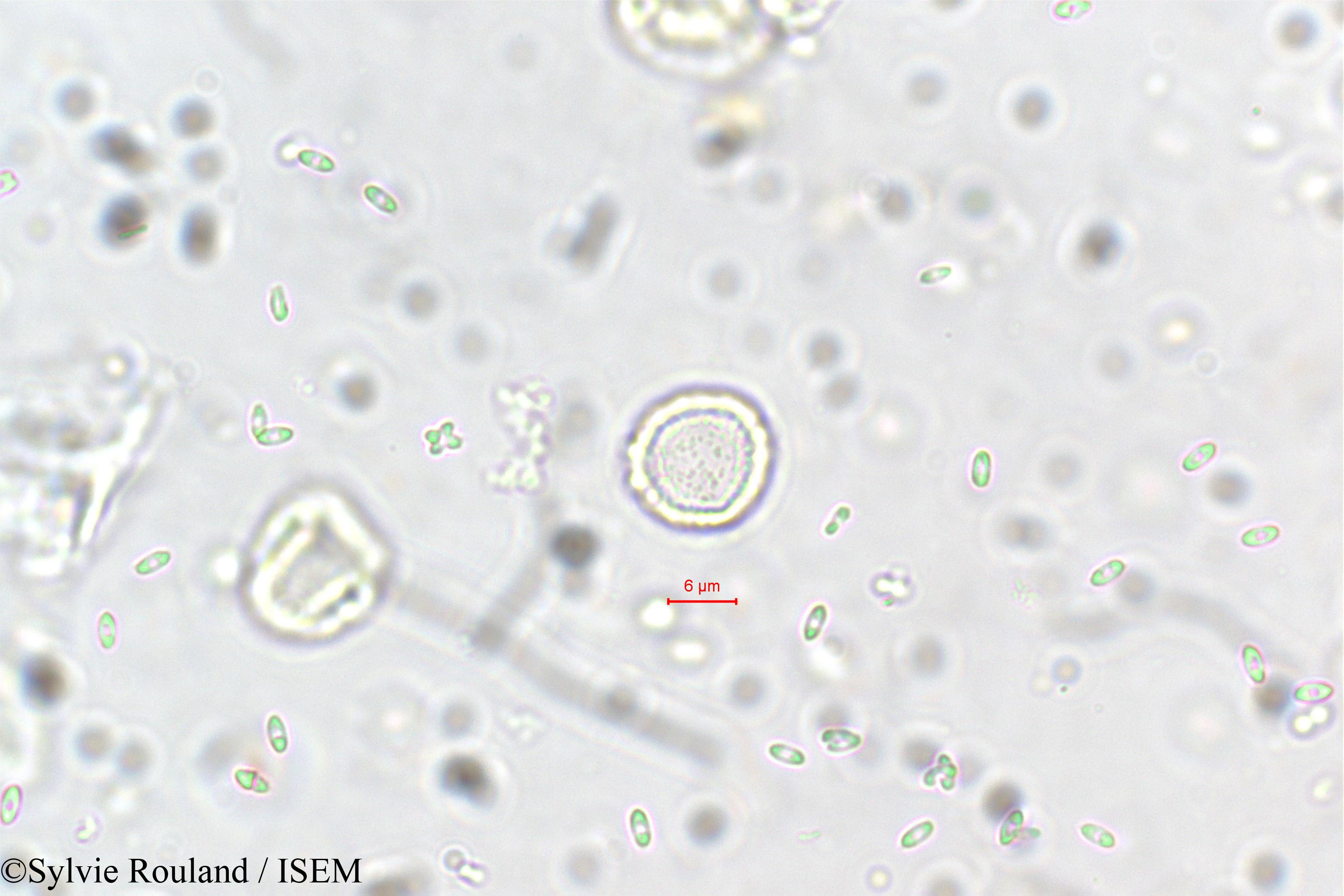 Sylvie.Rouland/Elatostema_lineolatum_5703/Elatostema_lineolatum_5703_0002(copy).jpg