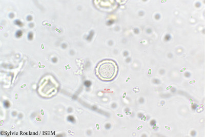 Elatostema lineolatum - lame n° 5703