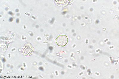 Elatostema lineolatum - lame n° 5703