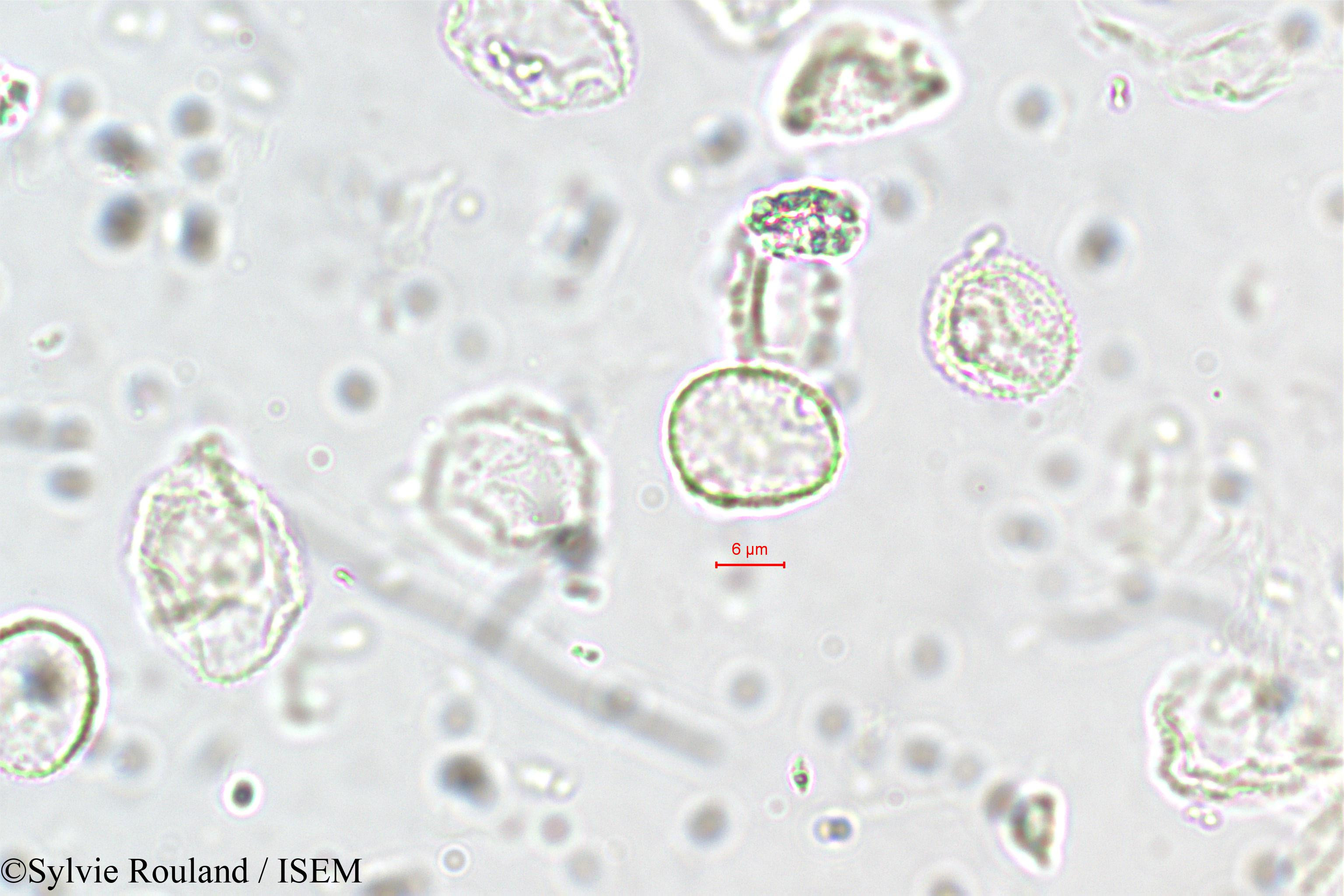 Sylvie.Rouland/Elatostema_lineolatum_5703/Elatostema_lineolatum_5703_0004(copy).jpg
