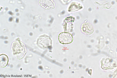 Elatostema lineolatum - lame n° 5703