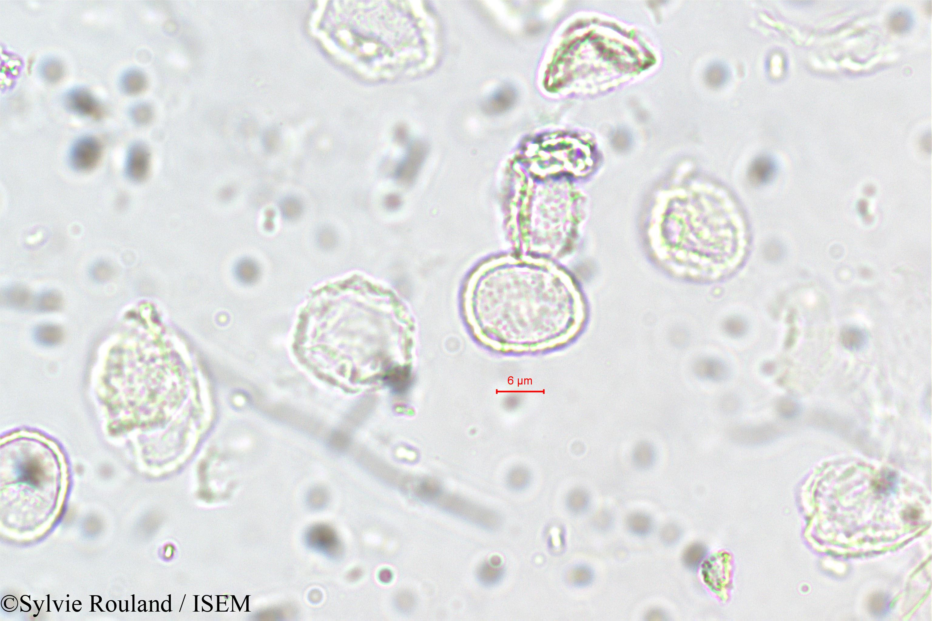 Sylvie.Rouland/Elatostema_lineolatum_5703/Elatostema_lineolatum_5703_0005(copy).jpg