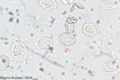 Elatostema lineolatum - lame n° 5703