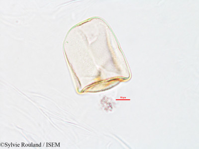 Sylvie.Rouland/Eleocharis_plantaginea_2617/Eleocharis_plantaginea_2617_0001(copy)_thumb.jpg