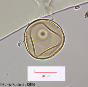Sylvie.Rouland/Elionurus_tristis_1508/Elionurus_tristis_1508_0001(copy)_thumb.jpg