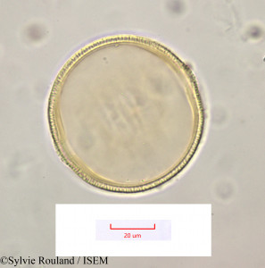 Sylvie.Rouland/Elizaldia_heterostemon_1169/Elizaldia_heterostemon_1169_0001(copy)_thumb.jpg