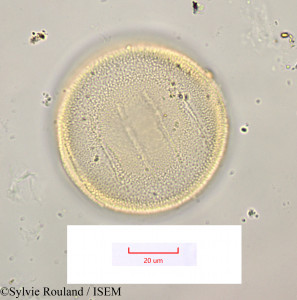 Elizaldia heterostemon - lame n° 1169