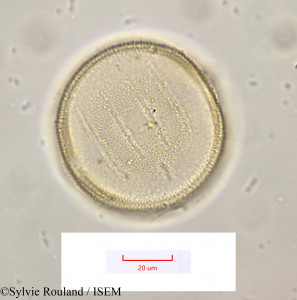 Elizaldia heterostemon - lame n° 1169