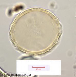 Elizaldia heterostemon - lame n° 1169