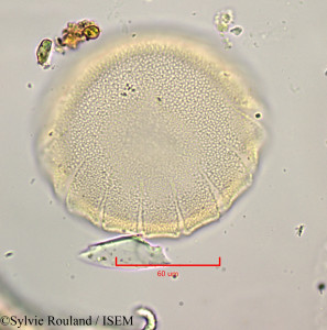 Elizaldia heterostemon - lame n° 1169