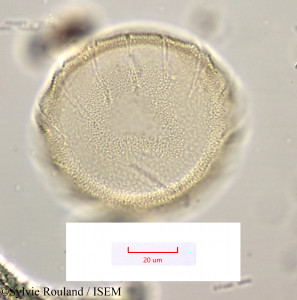 Elizaldia heterostemon - lame n° 1169