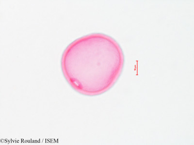 Sylvie.Rouland/Elymus_glaucus_4421/Elymus_glaucus_4421_0001(copy)_thumb.jpg
