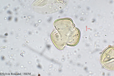 Sylvie.Rouland/Elytraria_acaulis_5734/Elytraria_acaulis_5734_0001(copy)_thumb.jpg