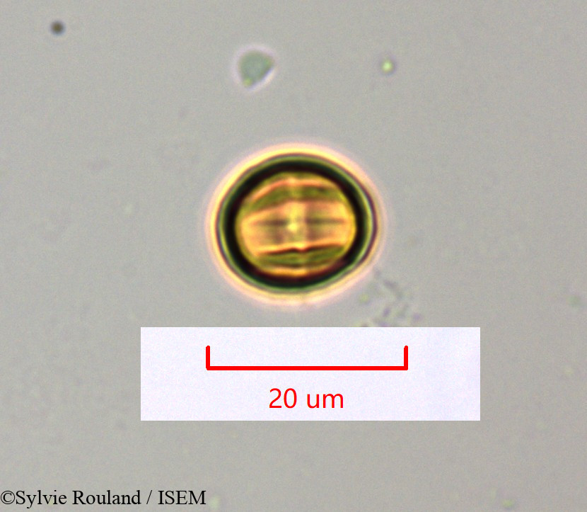 Sylvie.Rouland/Embelia_obovata_1501/Embelia_obovata_1501_0001(copy).jpg