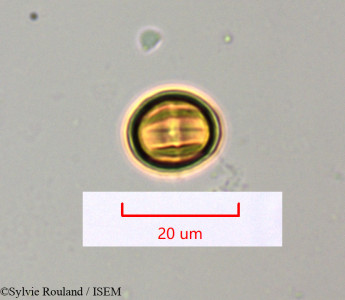 Sylvie.Rouland/Embelia_obovata_1501/Embelia_obovata_1501_0001(copy)_thumb.jpg