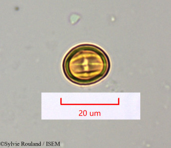 Embelia obovata - lame n° 1501