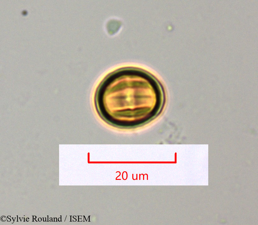 Sylvie.Rouland/Embelia_obovata_1501/Embelia_obovata_1501_0003(copy).jpg