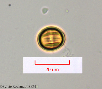 Embelia obovata - lame n° 1501