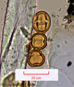 Embelia obovata - lame n° 1501