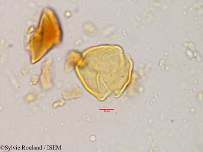 Sylvie.Rouland/Emblica_officinalis_3892/Emblica_officinalis_3892_0001(copy)_thumb.jpg