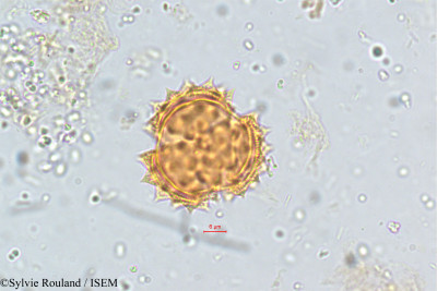 Sylvie.Rouland/Emilia_scabra_5123/Emilia_scabra_5123_0001(copy)_thumb.jpg