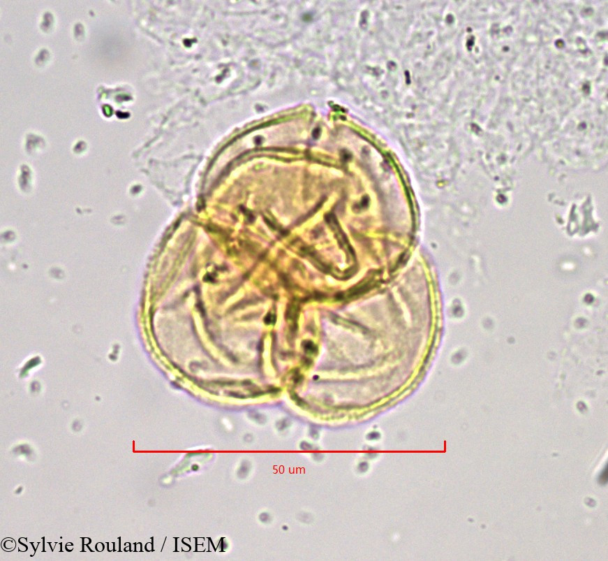 Sylvie.Rouland/Empetrum_hermaphroditum_889/Empetrum_hermaphroditum_889_0001(copy).jpg