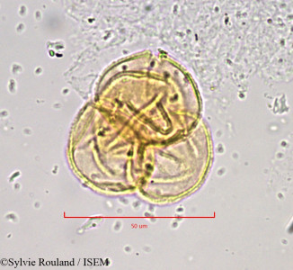 Sylvie.Rouland/Empetrum_hermaphroditum_889/Empetrum_hermaphroditum_889_0001(copy)_thumb.jpg