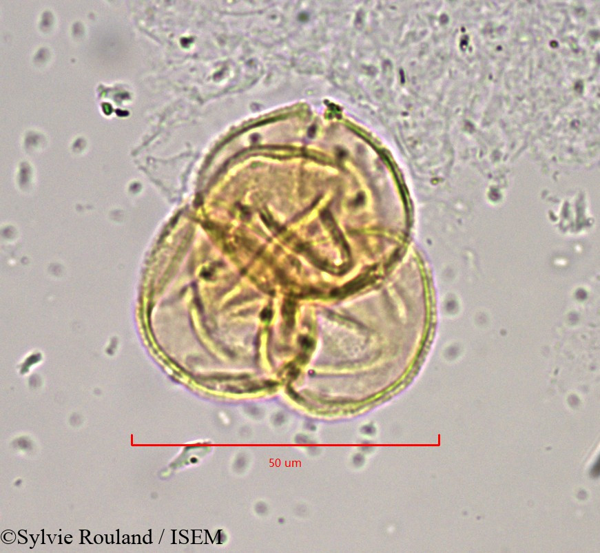 Sylvie.Rouland/Empetrum_hermaphroditum_889/Empetrum_hermaphroditum_889_0002(copy).jpg