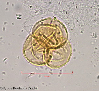 Empetrum hermaphroditum - lame n° 889