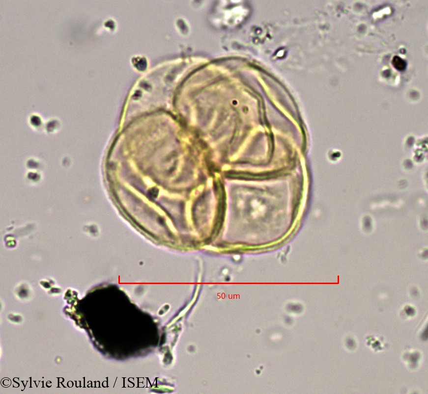 Sylvie.Rouland/Empetrum_hermaphroditum_889/Empetrum_hermaphroditum_889_0003(copy).jpg