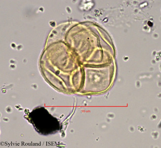 Empetrum hermaphroditum - lame n° 889