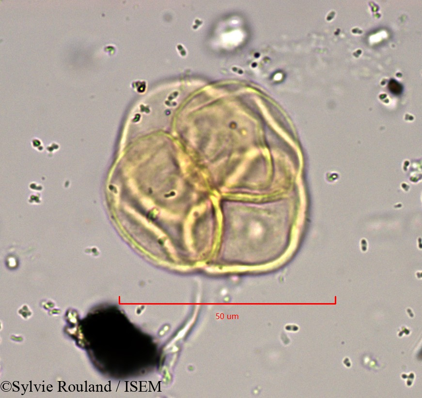 Sylvie.Rouland/Empetrum_hermaphroditum_889/Empetrum_hermaphroditum_889_0004(copy).jpg