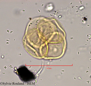 Empetrum hermaphroditum - lame n° 889