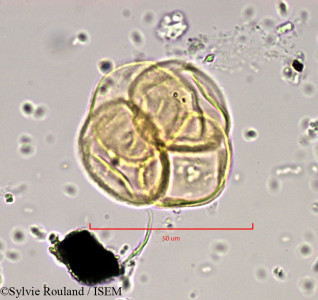 Empetrum hermaphroditum - lame n° 889