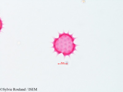 Sylvie.Rouland/Engelmannia_pinnatifida_4330/Engelmannia_pinnatifida_4330_0001(copy)_thumb.jpg