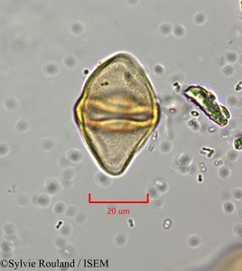 Sylvie.Rouland/Englerina_parviflora_2236/Englerina_parviflora_2236_0001(copy)_thumb.jpg