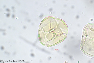 Sylvie.Rouland/Entada_glandulosa_5654/Entada_glandulosa_5654_0001(copy)_thumb.jpg