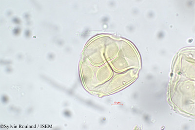 Entada glandulosa - lame n° 5654