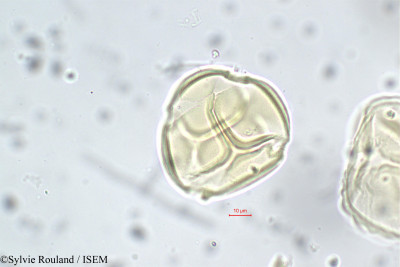 Entada glandulosa - lame n° 5654