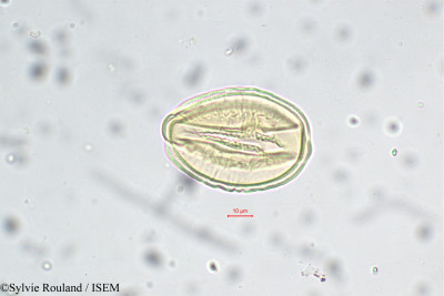 Entada glandulosa - lame n° 5654
