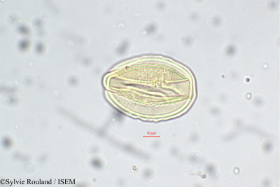 Entada glandulosa - lame n° 5654