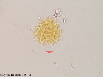 Sylvie.Rouland/Enydra_sessilis_3563/Enydra_sessilis_3563_0001(copy)_thumb.jpg