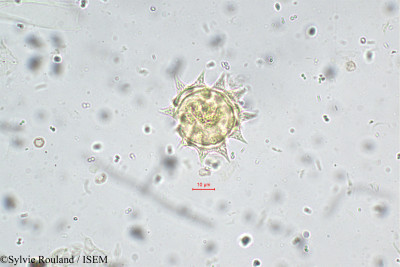 Sylvie.Rouland/Epaltes_divaricata_5550/Epaltes_divaricata_5550_0001(copy)_thumb.jpg