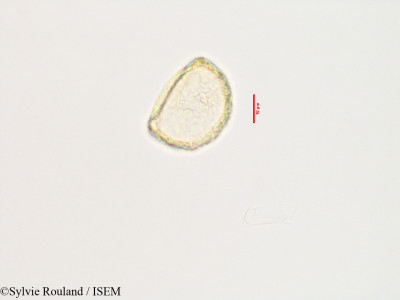 Sylvie.Rouland/Ephippiandra_myrtoidea_3434/Ephippiandra_myrtoidea_3434_0001(copy)_thumb.jpg