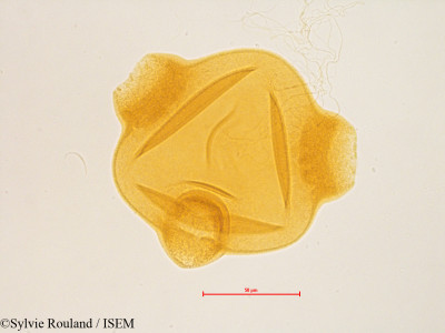 Epilobium angustifolium - lame n° 4849