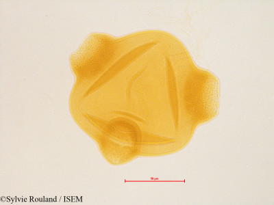 Epilobium angustifolium - lame n° 4849