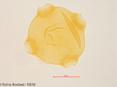 Epilobium angustifolium - lame n° 4849