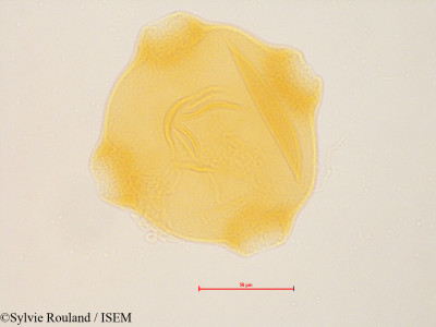 Epilobium angustifolium - lame n° 4849