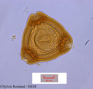 Sylvie.Rouland/Epilobium_bojeri_1378/Epilobium_bojeri_1378_0001(copy)_thumb.jpg