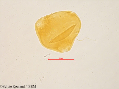 Sylvie.Rouland/Epilobium_coloratum_4848/Epilobium_coloratum_4848_0001(copy)_thumb.jpg